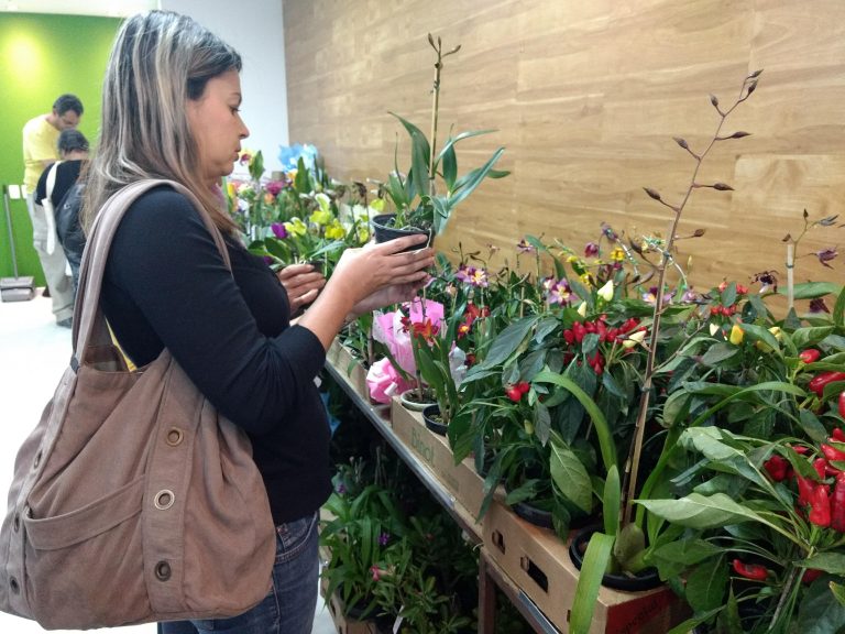 Mostra de Orquídeas - Pátio Alcântara 3