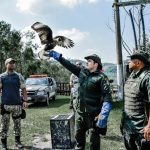 Gavião resgatado em Itaboraí é devolvido ao habitat natural (3)