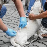 Cães e gatos começam a ser vacinados contra raiva em Itaboraí (2)