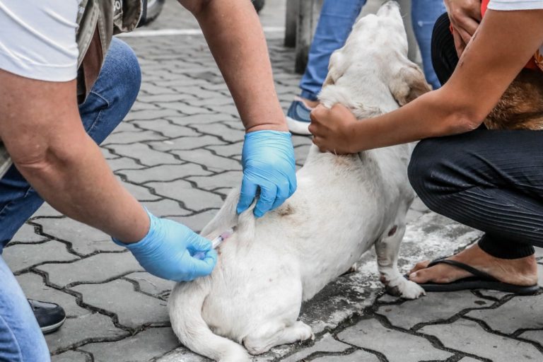 Cães e gatos começam a ser vacinados contra raiva em Itaboraí (2)