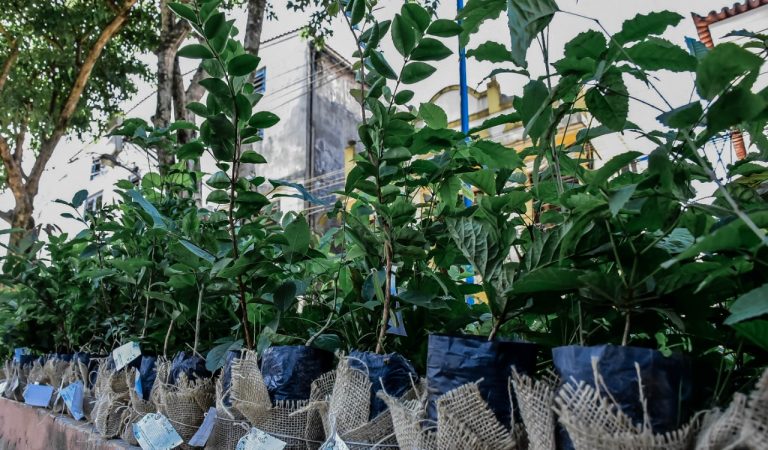 Dia da Árvore mais de 62 mil mudas foram plantadas neste ano em Itaboraí