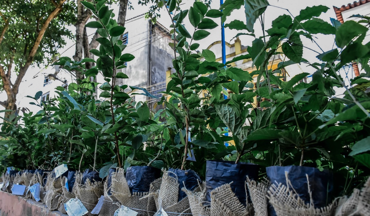 Dia da Árvore mais de 62 mil mudas foram plantadas neste ano em Itaboraí