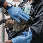 Campanha antirrábica em Itaboraí supera meta e quase 40 mil cães e gatos são vacinados