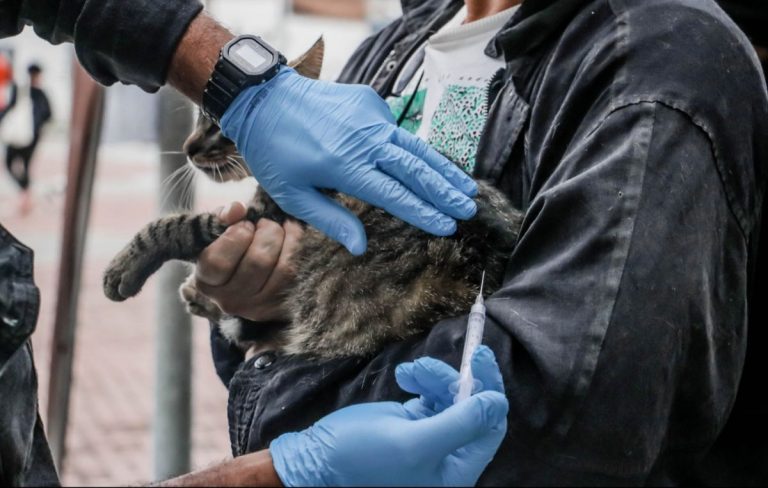 Campanha antirrábica em Itaboraí supera meta e quase 40 mil cães e gatos são vacinados