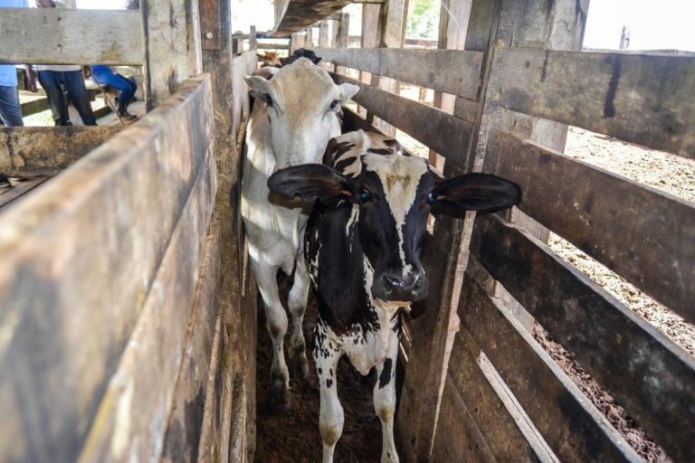 Itaboraí registra novo recorde na segunda fase da vacinação contra Febre Aftosa (2)