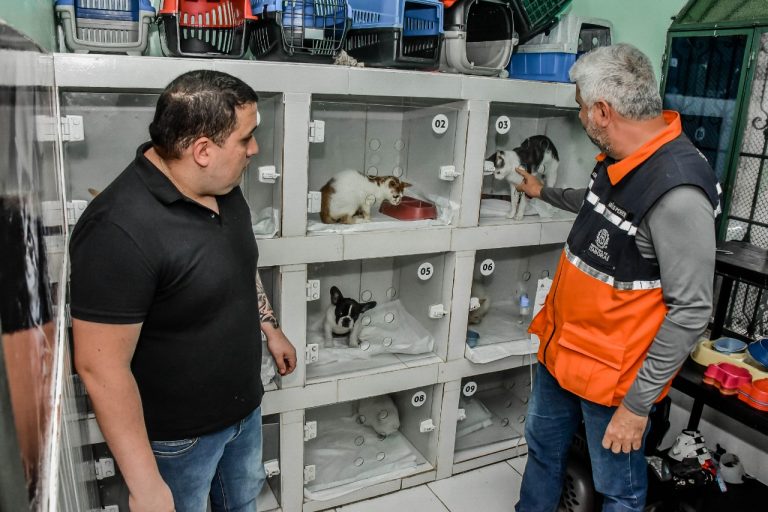 Mais de 1.300 cães e gatos já foram castrados gratuitamente em Itaboraí