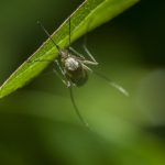 A selective focus shot of a mosquito resting on a green grass