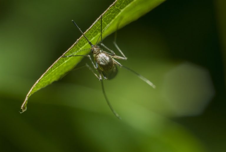 A selective focus shot of a mosquito resting on a green grass