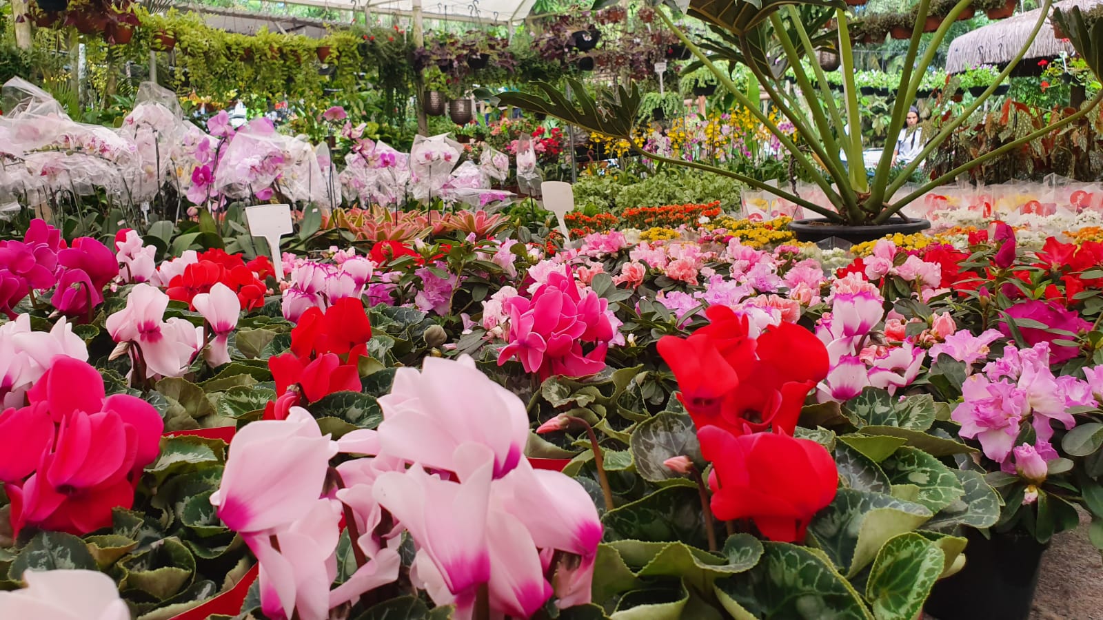 Feira de Flores