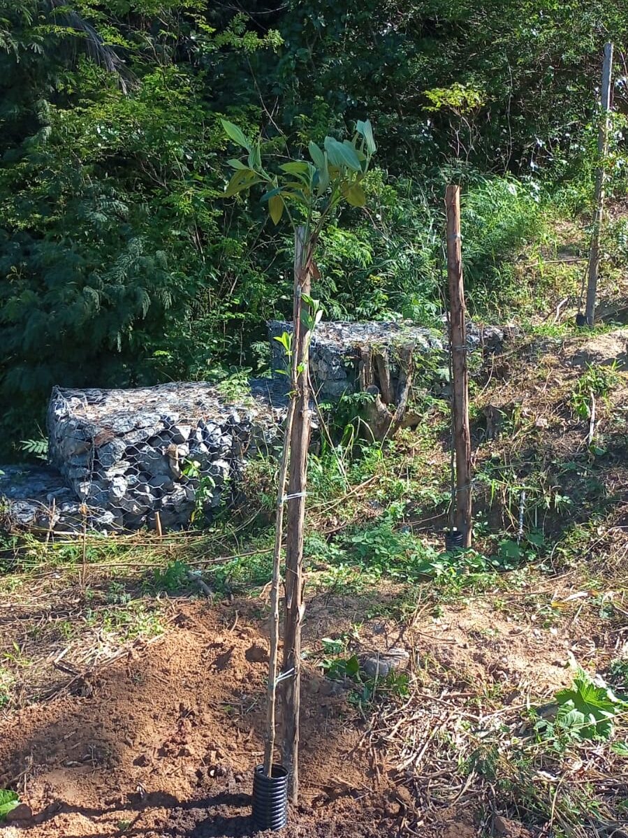 Mudas nas encostas do Morro do Palácio