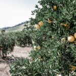 Produtores rurais de Itaboraí começam a receber análises de solo após mais de 40 anos