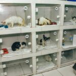 Prefeitura de Itaboraí renova convênio para castração gratuita de 700 cães e gatos por mês