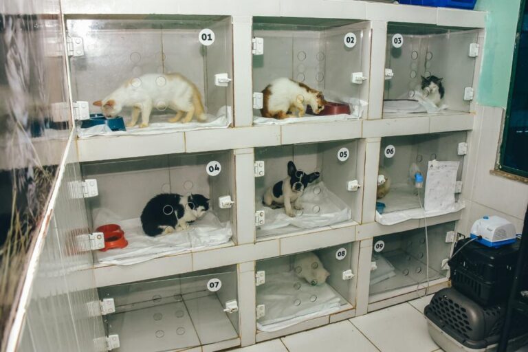 Prefeitura de Itaboraí renova convênio para castração gratuita de 700 cães e gatos por mês