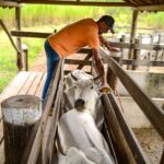 Itaboraí inicia segunda fase de vacinação contra febre aftosa e raiva na próxima quarta-feira (1º11) (2)