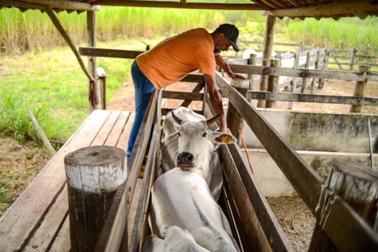 Itaboraí inicia segunda fase de vacinação contra febre aftosa e raiva na próxima quarta-feira (1º11) (2)