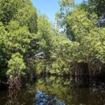 Educação Ambiental