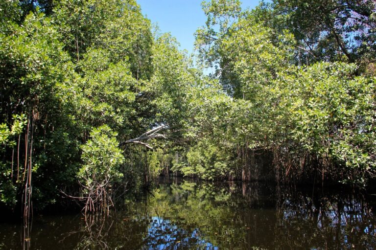 Educação Ambiental