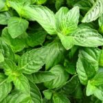 Selective focus shot of basil leaves