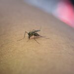 Close-up of mosquito sucking blood from human arm.