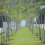 Plantio e poda de plantas nos canteiros proximos ao Tunel Charitas x Cafuba-14