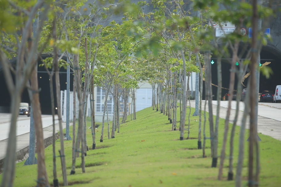 Plantio e poda de plantas nos canteiros proximos ao Tunel Charitas x Cafuba-14