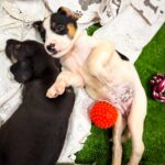 Divulgação Adoção (3)