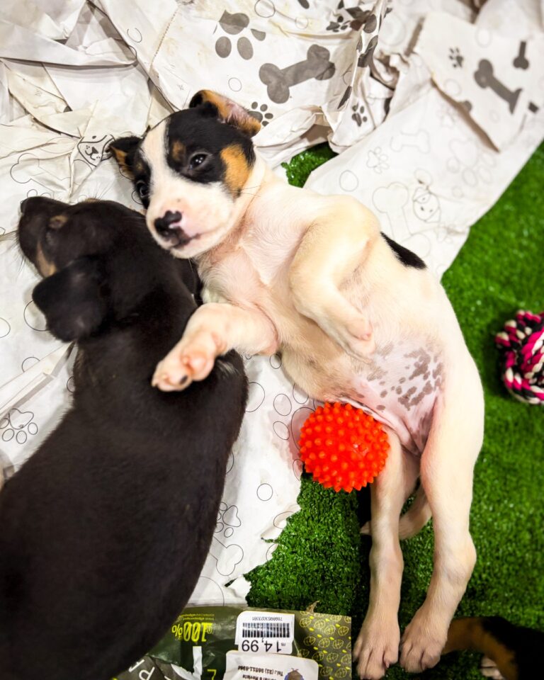 Divulgação Adoção (3)