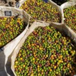 Grãos especiais de café 1