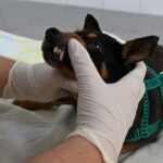 consulta_animais_estimacao