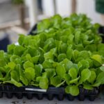 54695256374_695d583c41_o