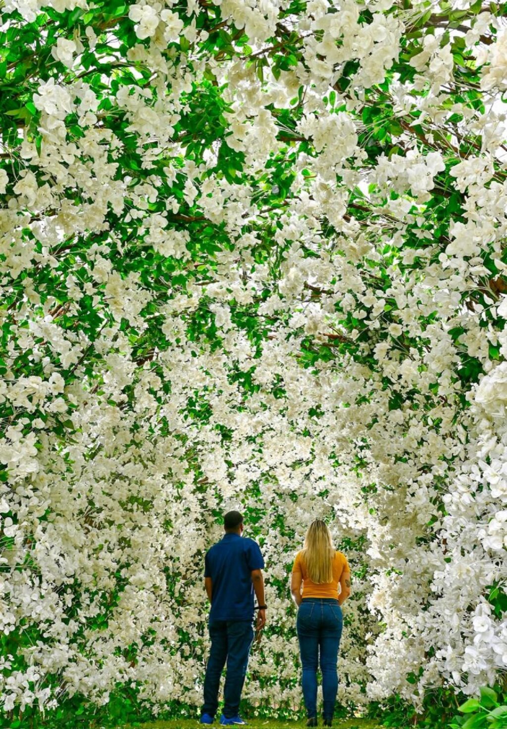 Legenda Galeria de 100 mil flores brancas no Jardim da Saudade Sulacap. Crédito Bruno de Lima
