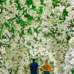 Legenda Galeria de 100 mil flores brancas no Jardim da Saudade Sulacap. Crédito Bruno de Lima