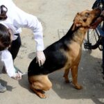 Vacinação -Bruno Eduardo Alves