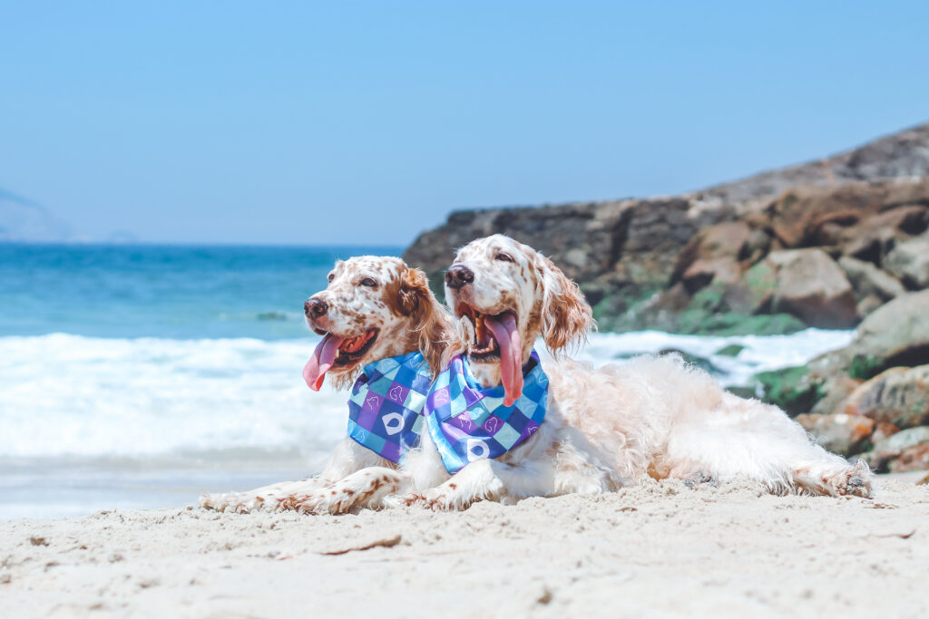 Calor-e-umidade-favorecem-a-proliferac-#807a-#771o-de-parasitas-como-pulgas-carrapatos-e-mosquitos-Foto-Vitor-Zanfagnini