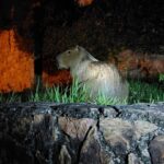 capivara