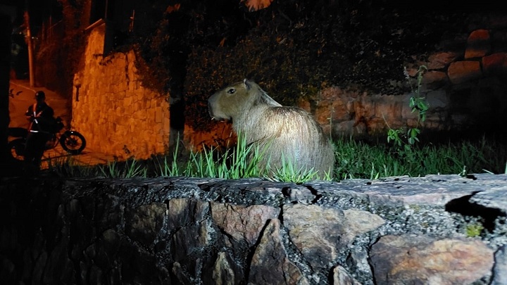 capivara