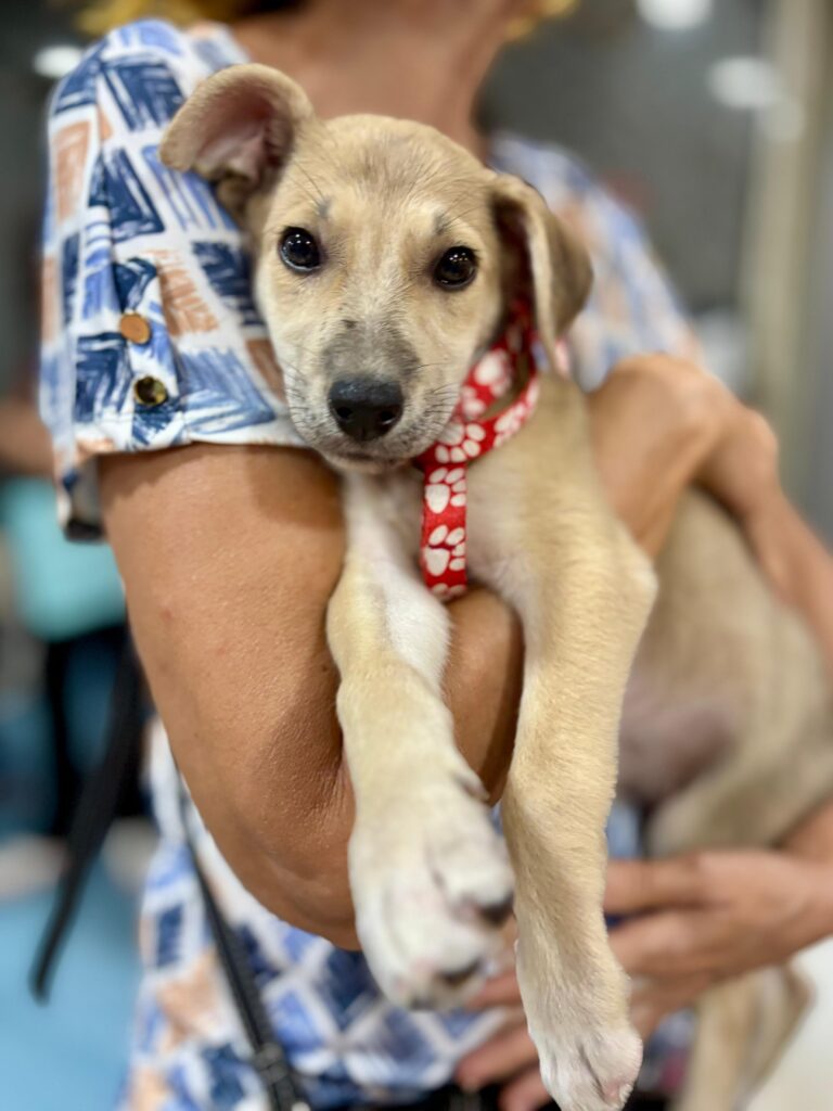 Feira de Adoção Pet Multicenter (1)