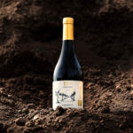 13-03 - Novidade Irsari Oliver Garibaldi, crédito Philoghus (1) (1)