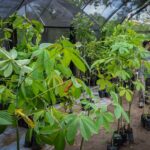 Itaboraí recebe 335 mudas no Horto Municipal como parte de compensação ambiental (2)