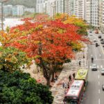 arvores_em_niteroi