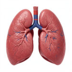 freepik__dia-dos-rins__17852