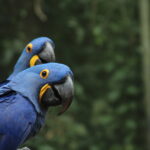 Brazillian macaws