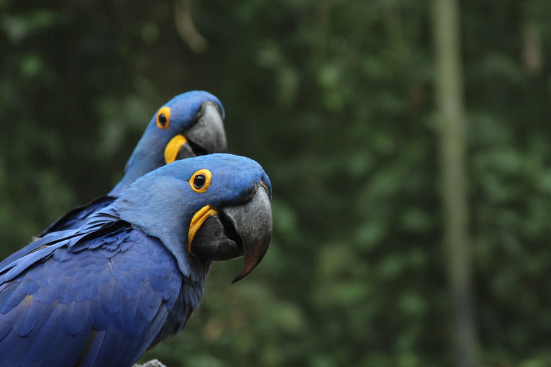 Brazillian macaws