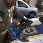 Divulgação - resgate jiboia (4)