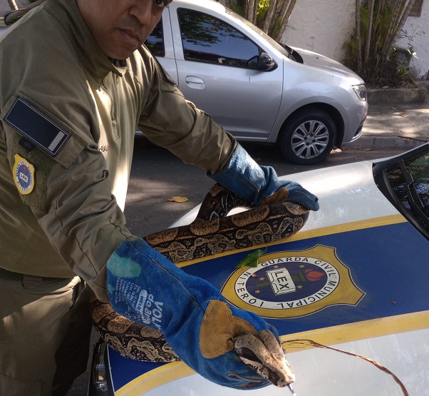 Divulgação - resgate jiboia (4)