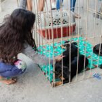 Primeira feira de adoção animal mobiliza população e garante novos lares para pets em Itaboraí 1