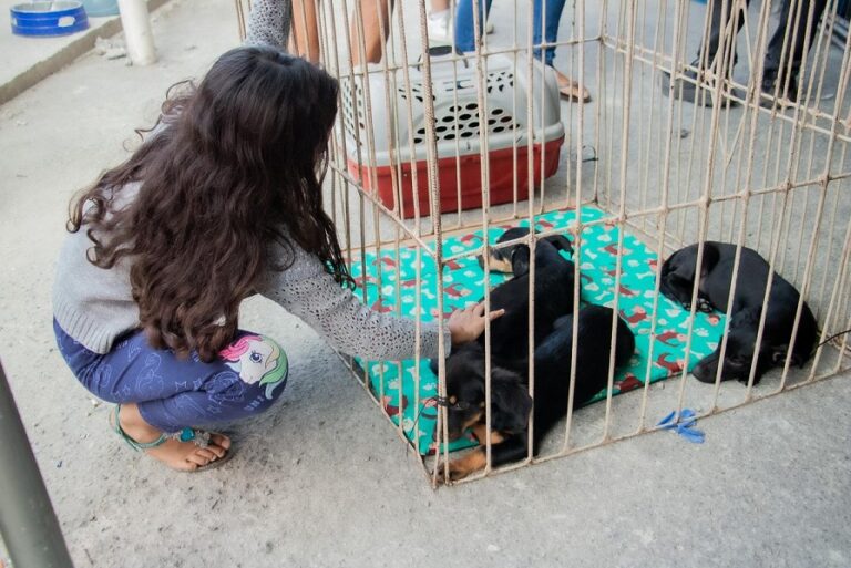 Primeira feira de adoção animal mobiliza população e garante novos lares para pets em Itaboraí 1