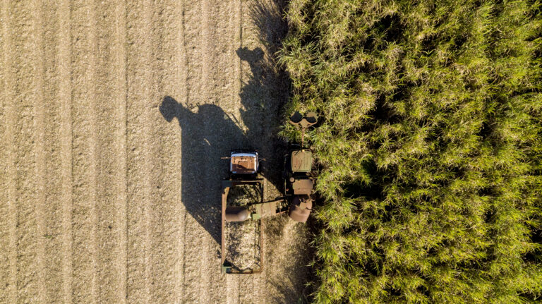Mechanical harvesting of sugar cane.
