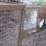 Capivara em Santa Rosa - 25-05-26 - foto1