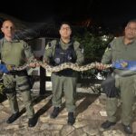 Divulgação - Cobra Engenho do Mato (2)